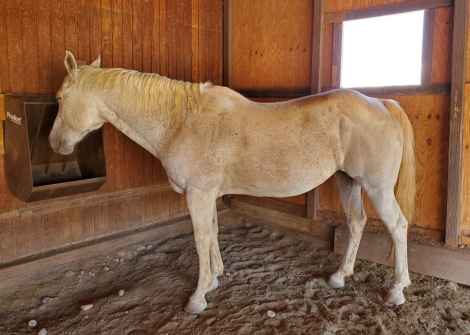 HorseID: 2316232 FLYAWAY BELLE - PhotoID: 1102647