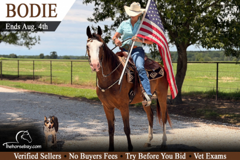 HorseID: 2316233 Bodie - PhotoID: 1102648