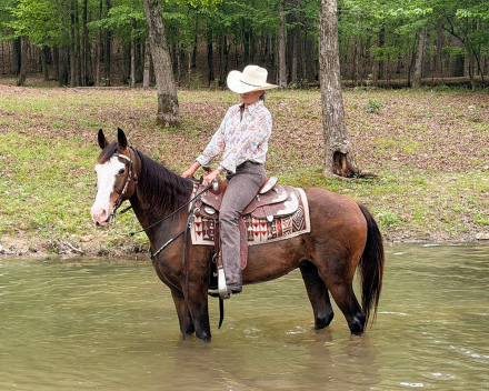 HorseID: 2316233 Bodie - PhotoID: 1102649