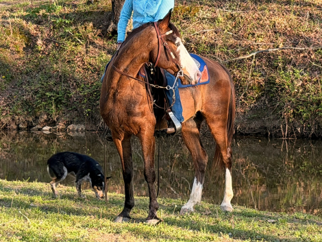 HorseID: 2316233 Bodie - PhotoID: 1102650