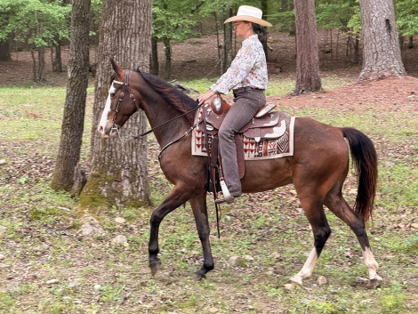 HorseID: 2316233 Bodie - PhotoID: 1102651