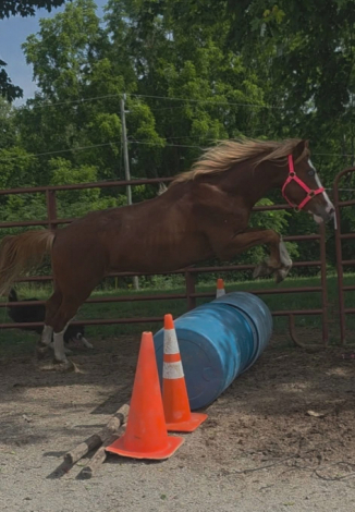 HorseID: 2316237 Sinatra - PhotoID: 1102654