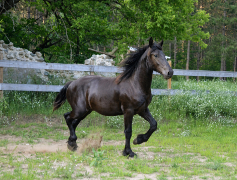 HorseID: 2316238 Chateau - PhotoID: 1102861