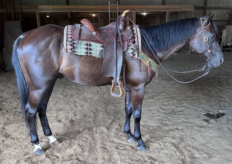 HorseID: 2316242 Reynolds Bonanza - PhotoID: 1102655