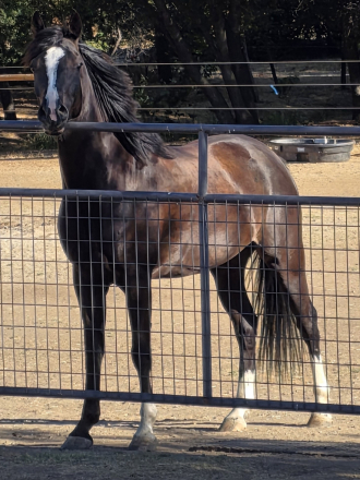 HorseID: 2316248 Lightning Jack - PhotoID: 1102659
