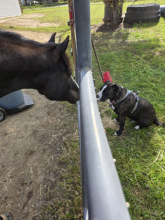 HorseID: 2316248 Lightning Jack - PhotoID: 1102660