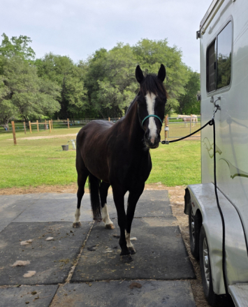 HorseID: 2316248 Lightning Jack - PhotoID: 1102661