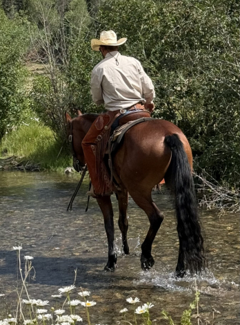 HorseID: 2316250 Dusty - PhotoID: 1102667