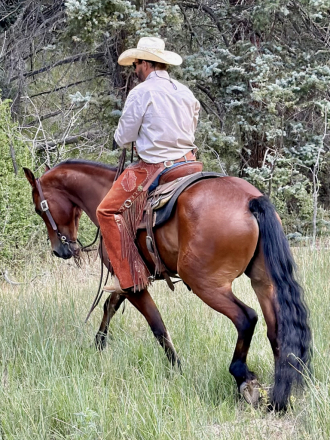 HorseID: 2316250 Dusty - PhotoID: 1102669