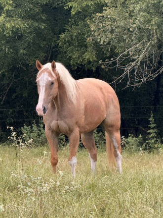 HorseID: 2316251 JLC Girlie Royal - PhotoID: 1102662