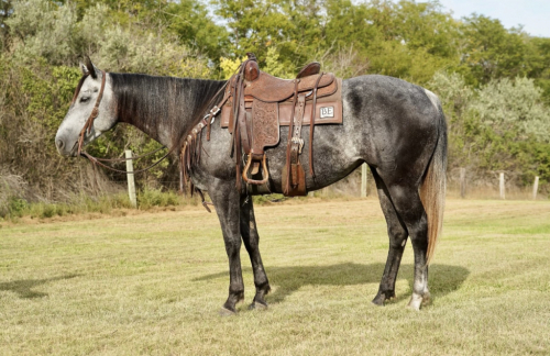 HorseID: 2316253 Queen Midnight Eyes - PhotoID: 1102670