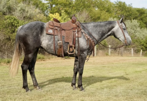 HorseID: 2316253 Queen Midnight Eyes - PhotoID: 1102671