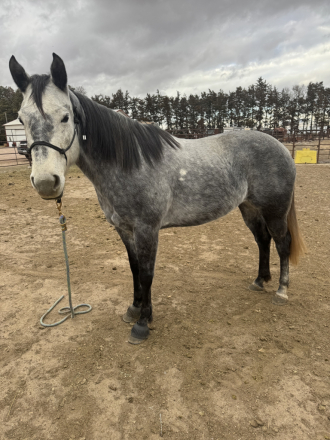 HorseID: 2316253 Queen Midnight Eyes - PhotoID: 1102672