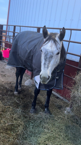 HorseID: 2316253 Queen Midnight Eyes - PhotoID: 1102673