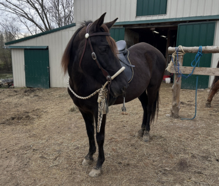 HorseID: 2316261 GWF's Queen of the Night - PhotoID: 1102674
