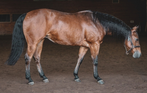 HorseID: 2316263 Double walla whiz - PhotoID: 1102663