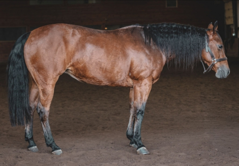 HorseID: 2316263 Double walla whiz - PhotoID: 1102664