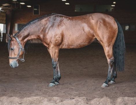 HorseID: 2316263 Double walla whiz - PhotoID: 1102665