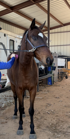HorseID: 2316265 Forest - PhotoID: 1102675