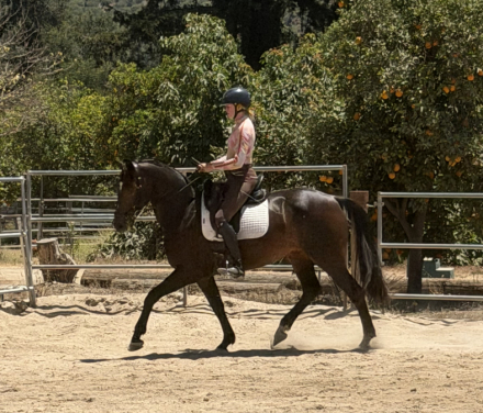 HorseID: 2316270 Freya - PhotoID: 1102678