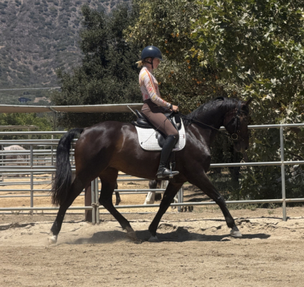 HorseID: 2316270 Freya - PhotoID: 1102679