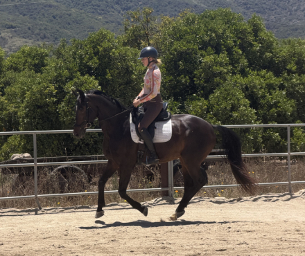 HorseID: 2316270 Freya - PhotoID: 1102680