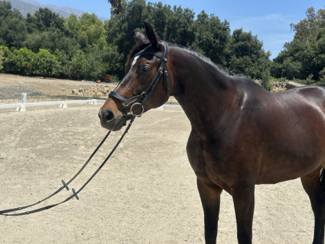 HorseID: 2316270 Freya - PhotoID: 1102681
