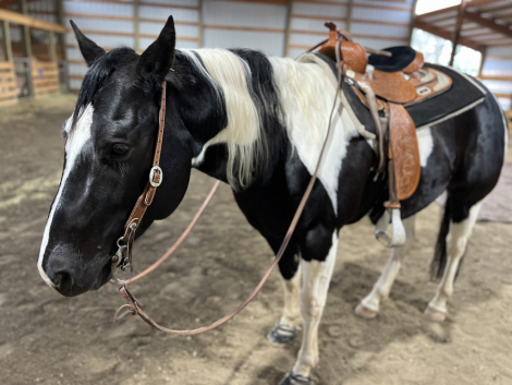HorseID: 2316273 Titans Moonlite Warrior - PhotoID: 1102683