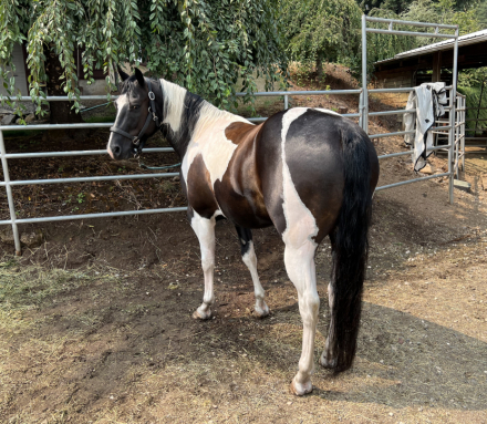 HorseID: 2316273 Titans Moonlite Warrior - PhotoID: 1102684