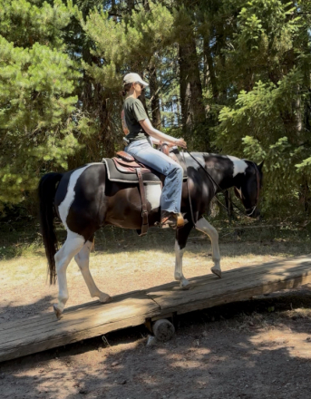 HorseID: 2316273 Titans Moonlite Warrior - PhotoID: 1102686