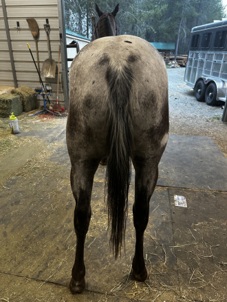 HorseID: 2316274 Dottie - PhotoID: 1102688