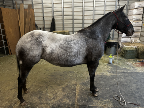 HorseID: 2316274 Dottie - PhotoID: 1102689