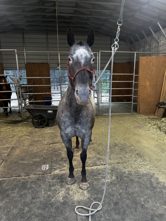 HorseID: 2316274 Dottie - PhotoID: 1102690