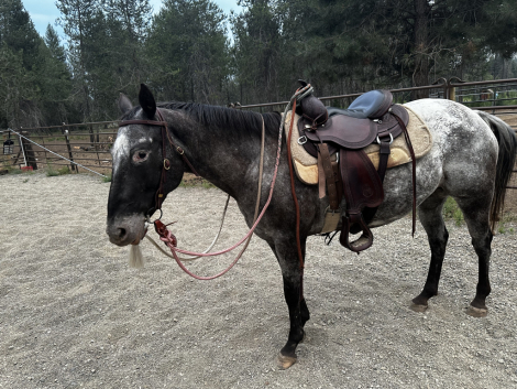 HorseID: 2316274 Dottie - PhotoID: 1102691