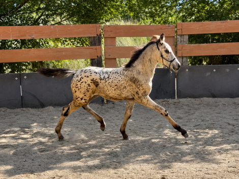 HorseID: 2316275 2026 Iberian Spotted Buckskin Colt - PhotoID: 1102693