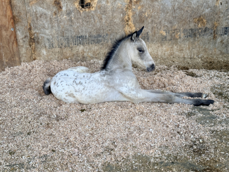 HorseID: 2316275 2026 Iberian Spotted Buckskin Colt - PhotoID: 1102694
