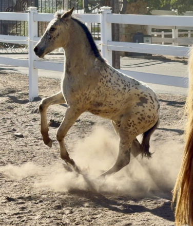 HorseID: 2316275 2026 Iberian Spotted Buckskin Colt - PhotoID: 1102695