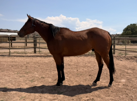 HorseID: 2316281 No Gain N No Will - PhotoID: 1102696