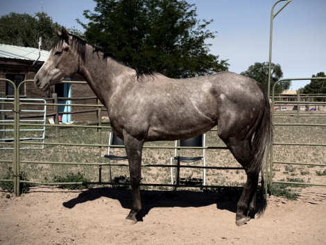 HorseID: 2316285 Chino Mirage - PhotoID: 1102697