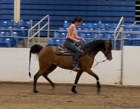 HorseID: 2316286 Ghita J - PhotoID: 1102698