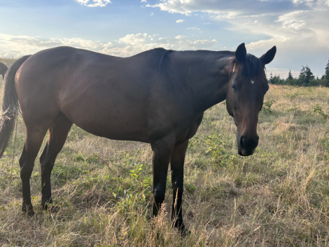 HorseID: 2316288 Selah - PhotoID: 1102699