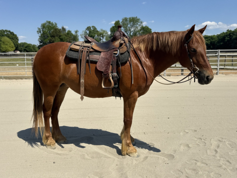 HorseID: 2316293 Jade - PhotoID: 1102701