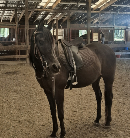 HorseID: 2316299 Lacey - PhotoID: 1102711