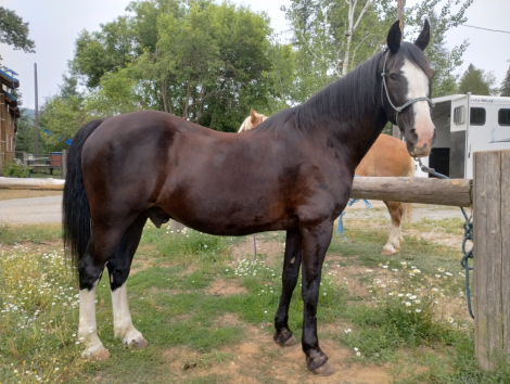 HorseID: 2316300 Blaze N Tusox - PhotoID: 1102712
