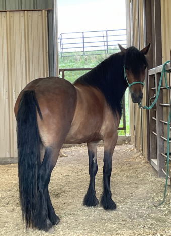 HorseID: 2316303 Conrad - PhotoID: 1102713