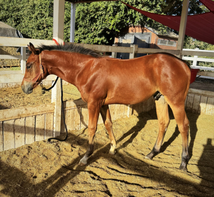 HorseID: 2316312 Don’t Do Me Dirty - PhotoID: 1102724