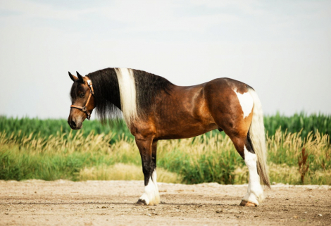 HorseID: 2316314 Jackson - PhotoID: 1102731