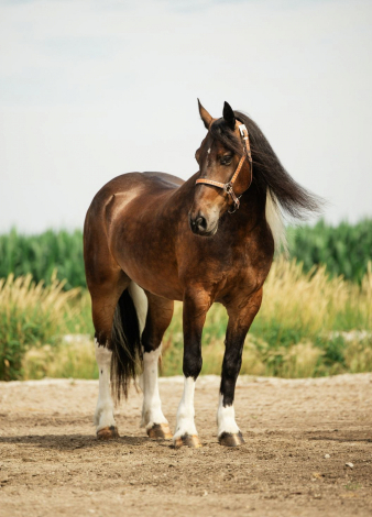 HorseID: 2316314 Jackson - PhotoID: 1102732