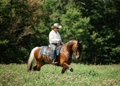 HorseID: 2316314 Jackson - PhotoID: 1102734