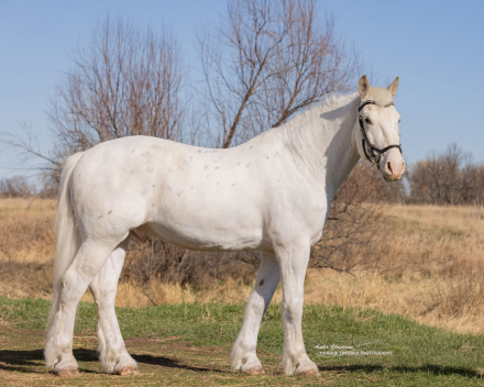 HorseID: 2316317 RTD's SweererThanWild - PhotoID: 1102751